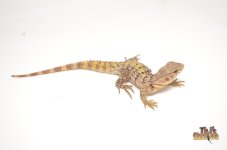 YELLOWBACK SPINY TAILED IGUANA1.jpg