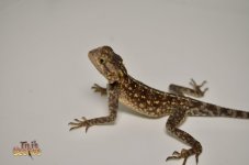 MOROCCAN ROCK AGAMA1.jpg