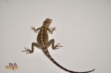 MOROCCAN ROCK AGAMA.jpg