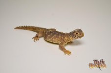 EGYPTIAN UROMASTYX.jpg