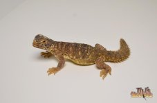 EGYPTIAN UROMASTYX1.jpg