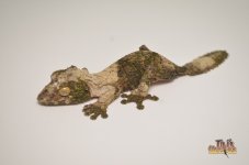 MOSSYLEAF.jpg