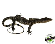 water-monitor-for-sale.jpg