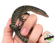 mangrove-monitor-lizard-for-sale.jpg