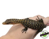 quince-yellow-monitor-for-sale.jpg