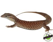 red-ackie-monitor-for-sale.jpg