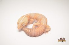STRIPED AMELANISTIC AFRICAN FAT TAIL GECKO1.jpg