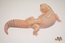 STRIPED AMELANISTIC AFRICAN FAT TAIL GECKO.jpg