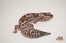 WHITEOUT OREO AFRICAN FAT TAIL GECKO.jpg