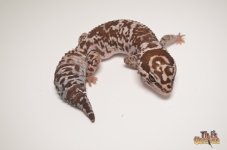 WHITEOUT OREO AFRICAN FAT TAIL GECKO1.jpg