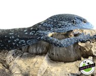 blue-tree-monitor-for-sale (1).jpg
