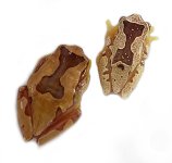 hourglass_tree_frog_-_dendropsophus_ebraccatus_captive_bred_1__2_2.jpg