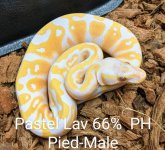 Balls 2021 - Pastel Lav Male .jpg