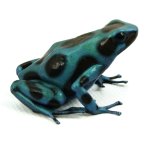 dendrobates_auratus_el_cope_joshs_frogs_poison_dart_frog_for_sale_side_white_1.jpg