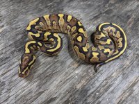 fire yb dh ghost pied female 1.jpg