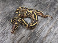 fire yb dh ghost pied female 2.jpg