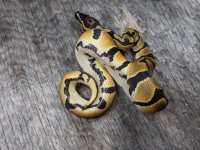 orange dream dh ghost pied male 1.jpg
