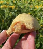 albino2.jpg