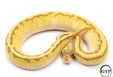 EnchiEmperorallM3 (1 of 1).jpg
