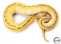 EnchiEmperorallM1 (1 of 1).jpg