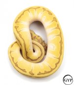 EnchiEmperorallM2 (1 of 1).jpg