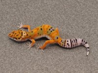 B34 19g IMG_2562.jpg