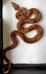 boa7.jpg