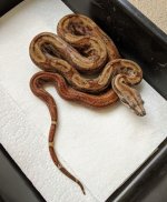 boa8.jpg