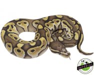 lesser-scaleless-head-ball-python-for-sale.jpg