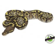 mojave-fire-vanilla-ball-python-for-sale.jpg