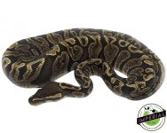 ghi-het-lav-ball-python-for-sale.jpg