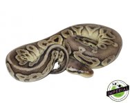 pewter-ball-python-for-sale.jpg