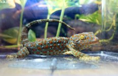 tokay5b (1).jpg