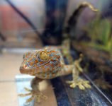 tokay5 (1).jpg