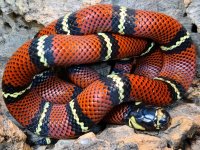 BR205002F Black Milksnake.jpg