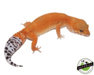 L20-133-OG-tangerine-leopard-gecko-for-sale_1080x (1).jpg