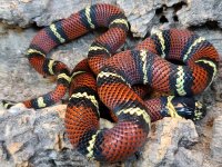 BR205002M Black Milksnake.jpg