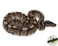 hidden-gene-woma-yellowbelly-ball-python-for-sale.jpg