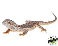 bearded-dragon-for-sale.jpg