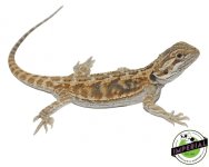 Citrus-bearded-dragon-for-sale.jpg
