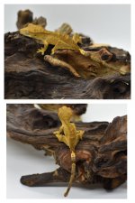 Baby gecko number 2.jpg