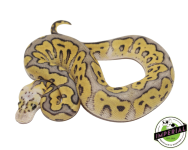 super-pastel-clown-ball-python-for-sale_960x.png