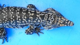 adlt pair 13.jpg