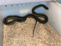 larger garter.jpg