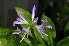 flower_001.jpg