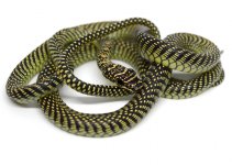 2021.07.26 Chrysopelea paradisi.jpg