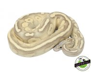 banana-pastel-ball-pythons-for-sale (1).jpg