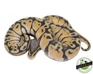 pastel-ghost-ball-python-for-sale (1).jpg