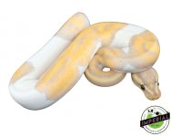 banana-pied-ball-python-for-sale.jpg