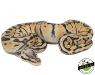 SuperPastel-ball-python-for-sale (1).jpg